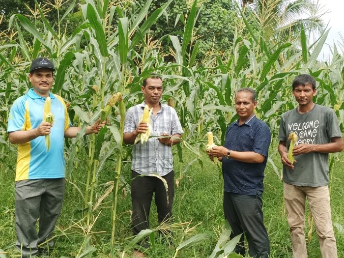 Distan Aceh Besar Panen Jagung Program Tanggap Inflasi di Lambeugak