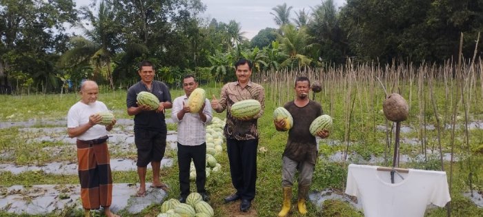 Wakili Pj Bupati, Kadis Pertanian Aceh Besar Panen Semangka Bersama Kelompok Tani Ingin Sejahtera Montasik