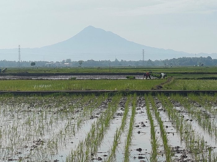 Hadapi Cuaca Ekstrem, Petani Blang Raya Andalkan Pompanisasi