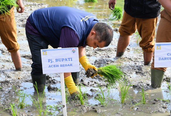 Pj Bupati Aceh Besar Tanam Perdana Padi MT Gadu 2024 di Lamkawe