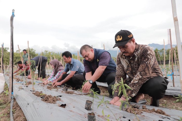 Manfaatkan Lahan Kosong, Pj Bupati Muhammad Iswanto Budidaya Cabe Intensif di Pekarangan Meuligoe