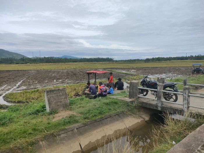 Petani Simpang Tiga Mulai Tahapan Tanam Rendeng Tahun 2024