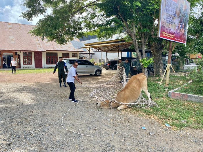 Lagi! Sapi Liar Diamankan Satpol PP dan WH Aceh Besar