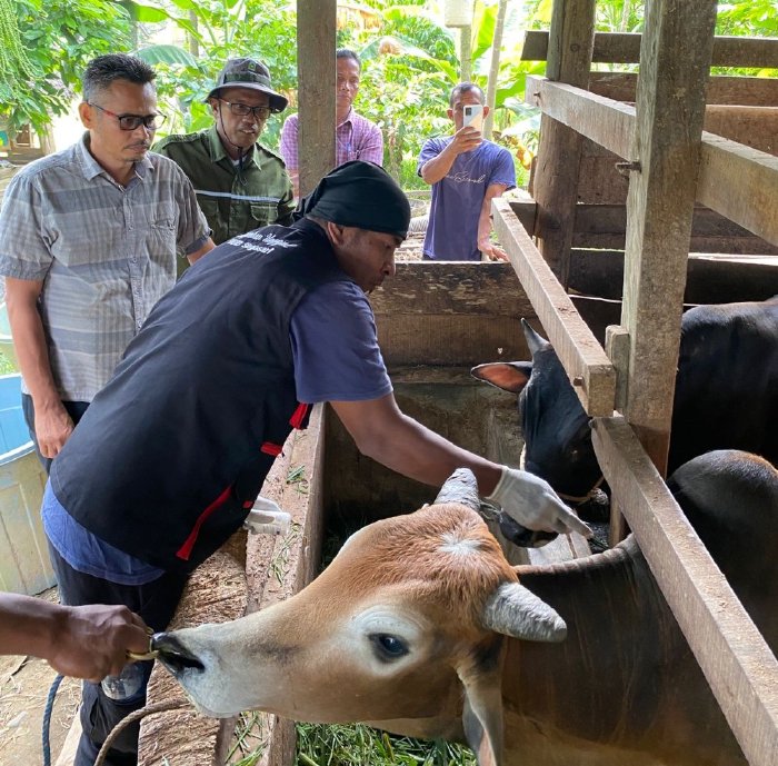 Satgas PMK Dinas Pertanian Aceh Besar Gencarkan Vaksinasi Ternak di Kuta Cot Glie