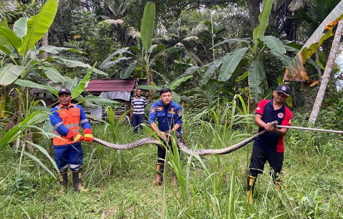 Tim Damkar Aceh Besar Evakuasi Ular Piton 3,5 Meter